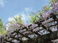 5月藤の花